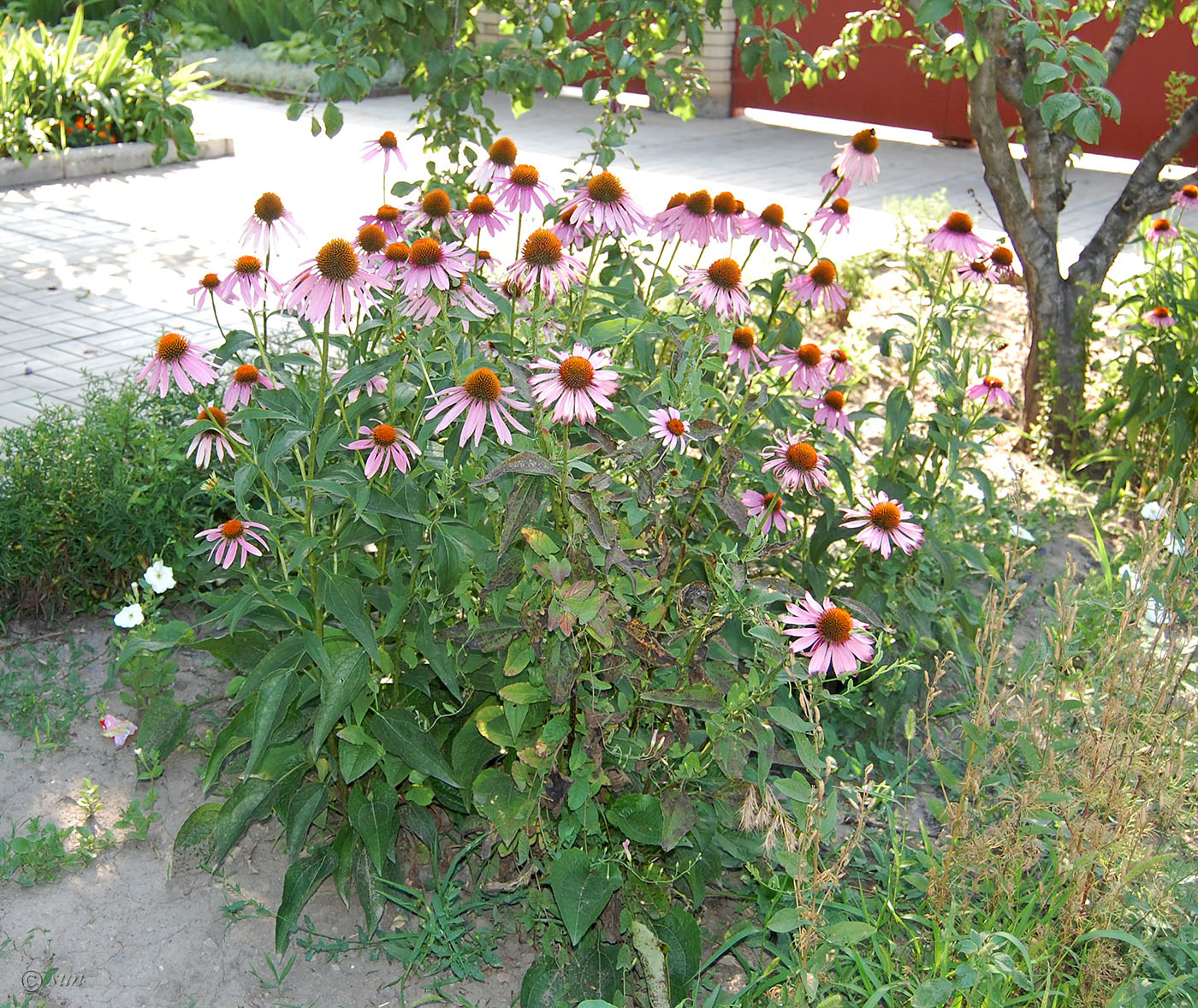 Изображение особи Echinacea purpurea.