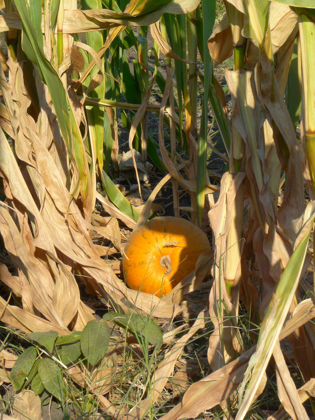 Image of Cucurbita maxima specimen.