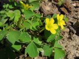 genus Oxalis