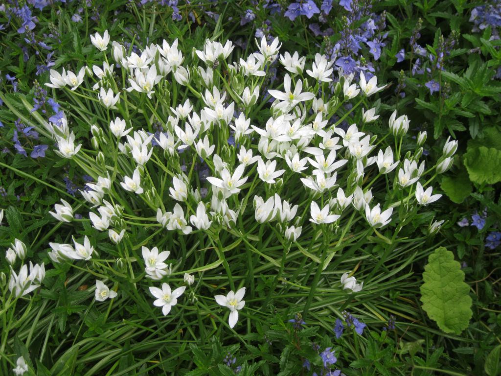 Изображение особи Ornithogalum umbellatum.