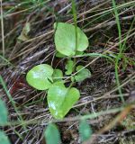 Parnassia palustris