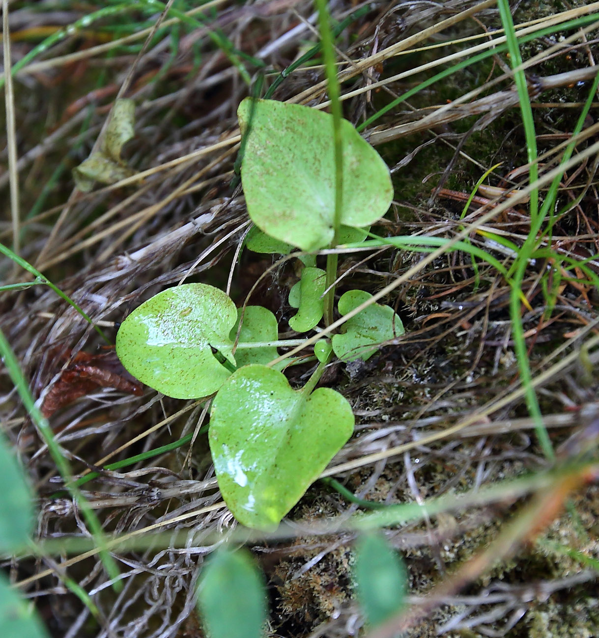 Изображение особи Parnassia palustris.