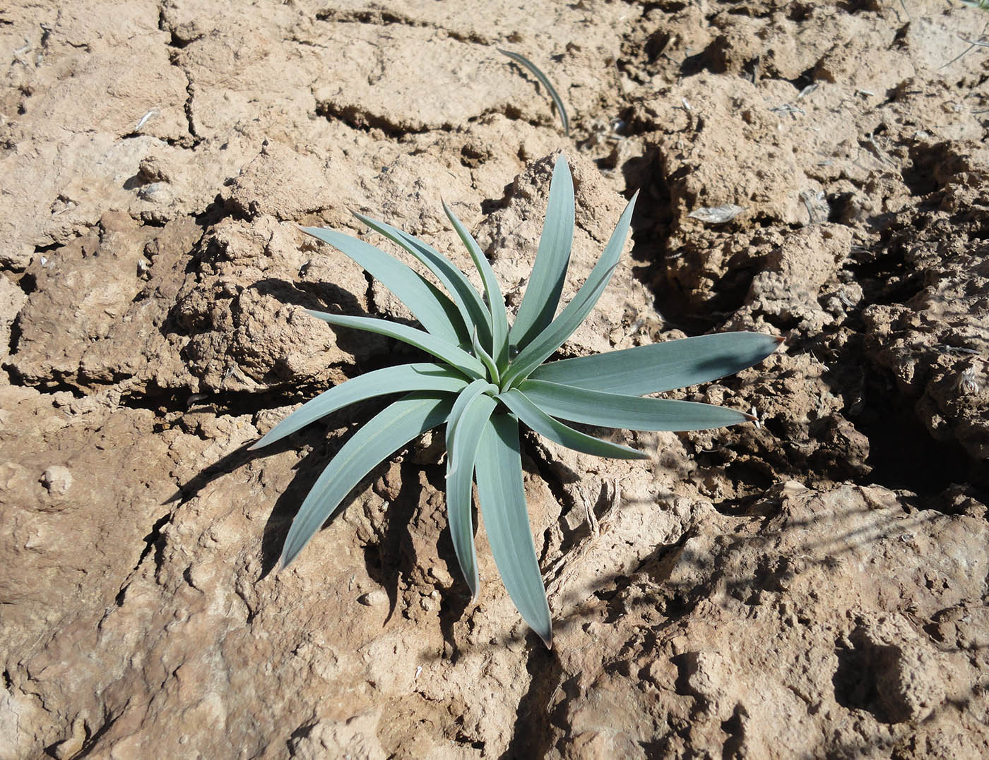 Image of genus Eremurus specimen.