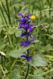 Ajuga reptans