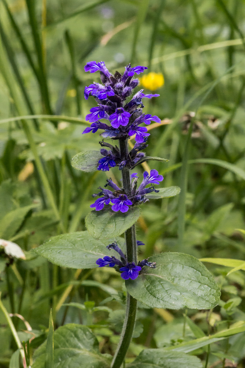 Image of Ajuga reptans specimen.