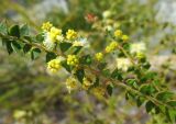 Acacia hubbardiana