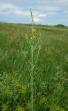 Linaria genistifolia
