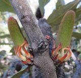 Banksia robur