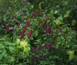 Persicaria orientalis