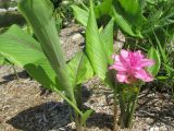 Curcuma longa