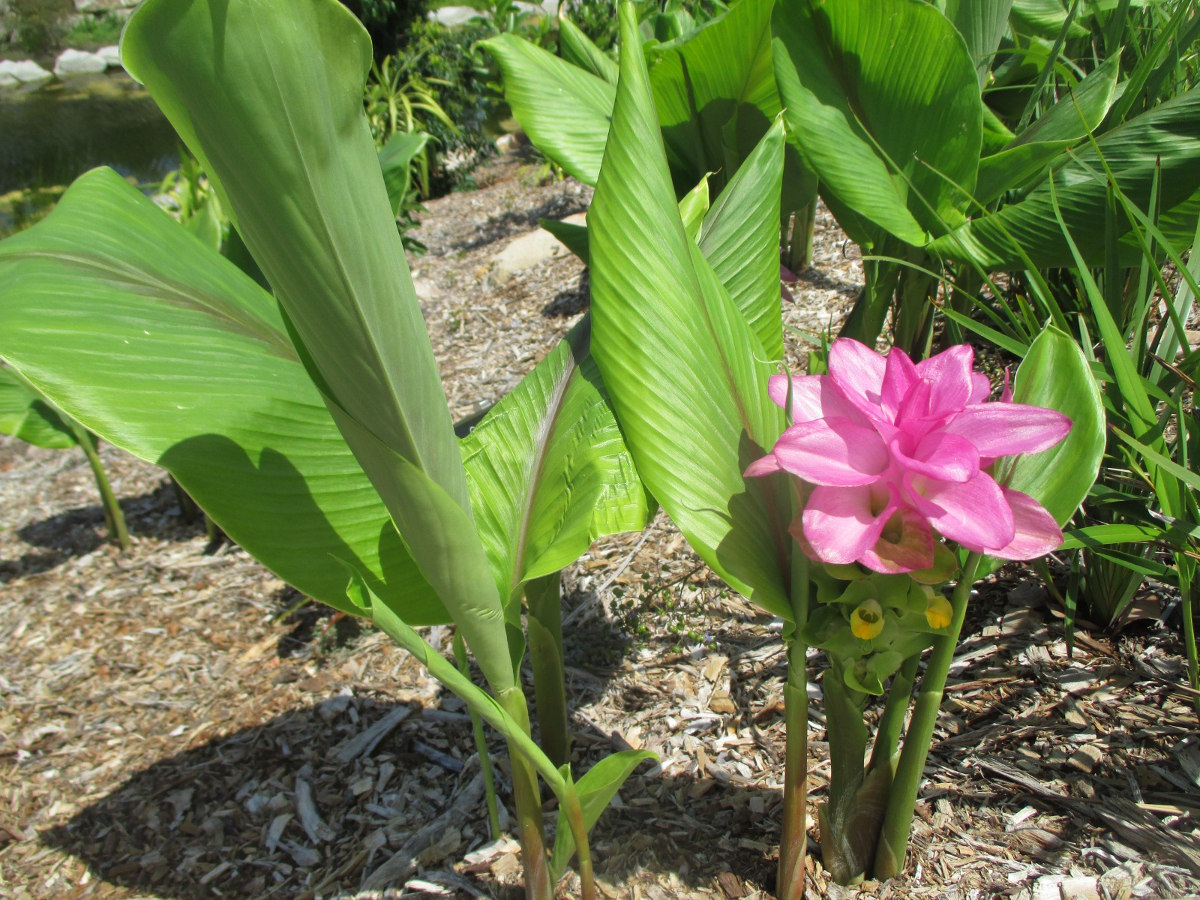 Image of Curcuma longa specimen.