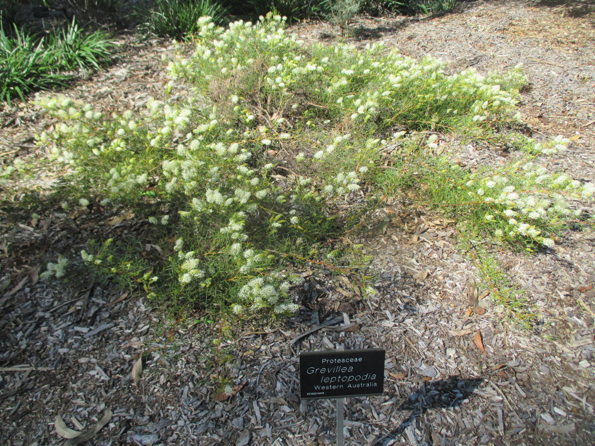 Изображение особи Grevillea leptopoda.