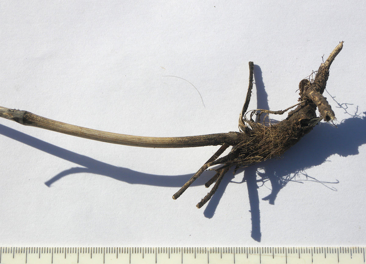 Image of Silaum silaus specimen.
