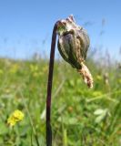 Campanula biebersteiniana. Верхушка побега с плодом. Адыгея, Кавказский биосферный заповедник, гора Гузерипль, низкотравный субальпийский луг на склоне горы ближе к вершине, ≈ 2100 м н.у.м. 26.07.2015.