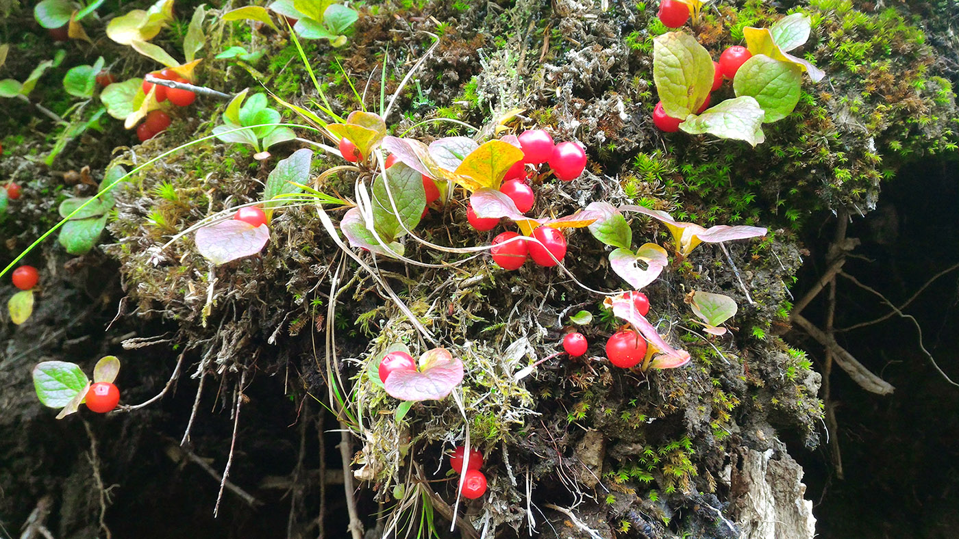 Image of Vaccinium praestans specimen.