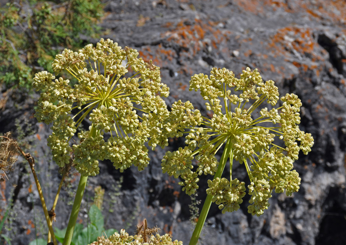 Image of Archangelica komarovii specimen.