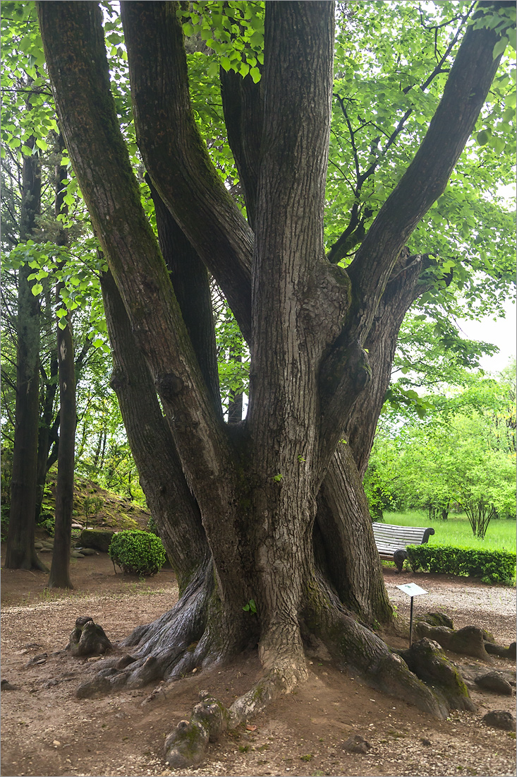 Image of Tilia begoniifolia specimen.