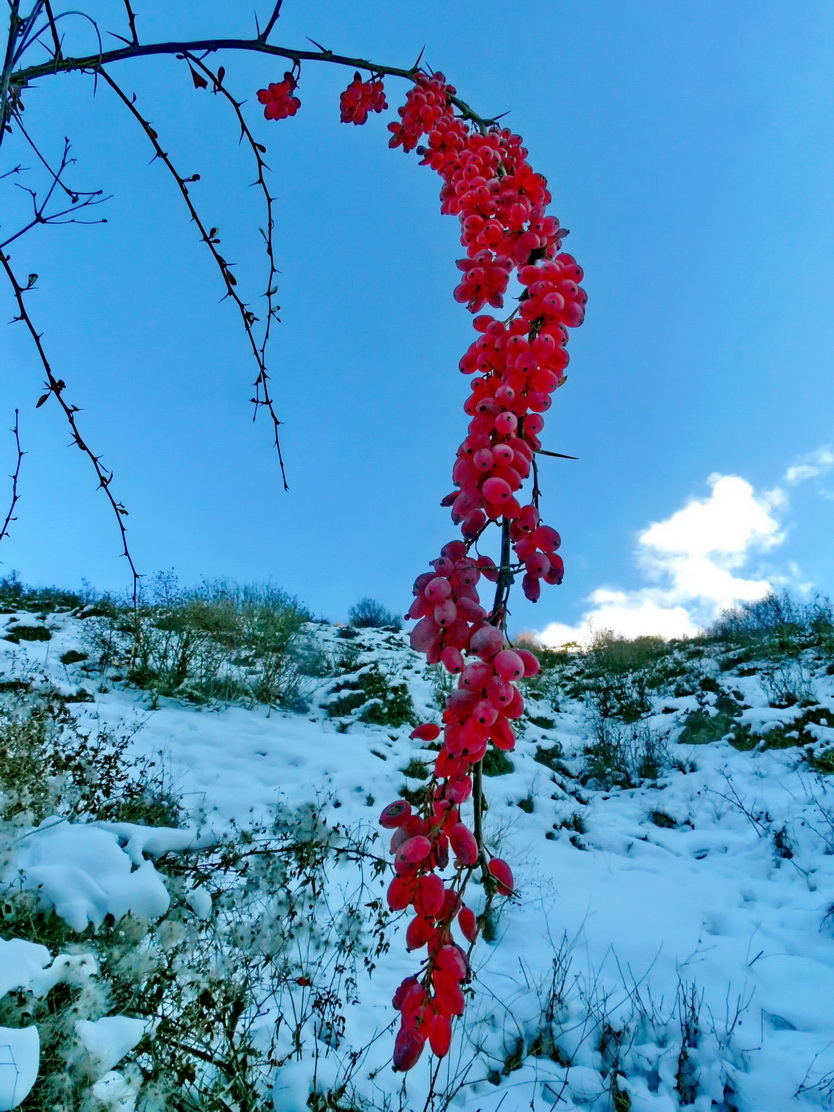Image of genus Berberis specimen.