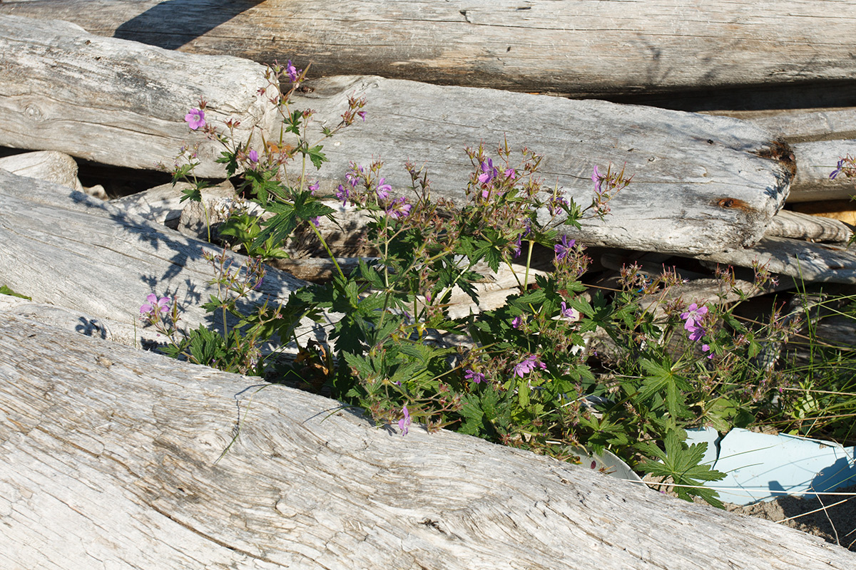 Image of Geranium sylvaticum specimen.