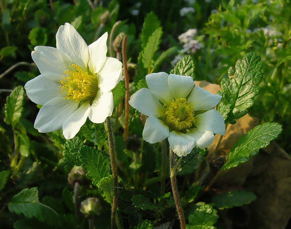 Image of Dryas &times; suendermannii specimen.