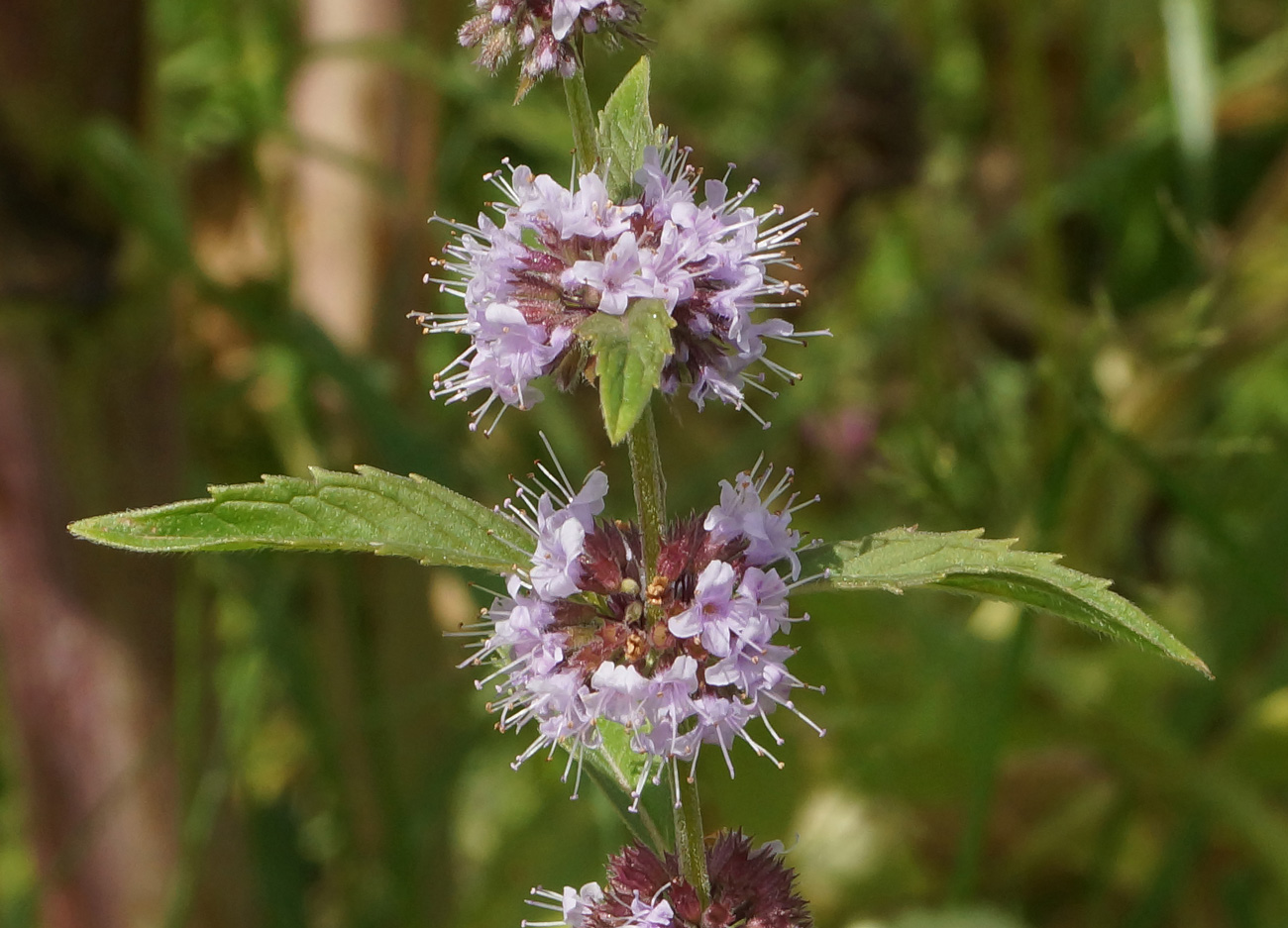 Image of Mentha arvensis specimen.