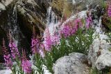 Chamaenerion angustifolium. Цветущие растения. Коми, Интинский р-н, Приполярный Урал, хр. Малдынырд, руч. Туфовый - левый приток руч. Алькесвож. 02.08.2017.