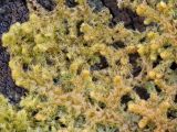 Ptilidium pulcherrimum