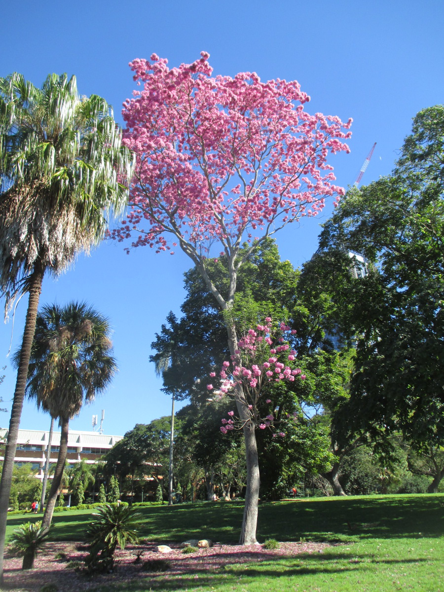 Image of Tabebuia impetiginosa specimen.