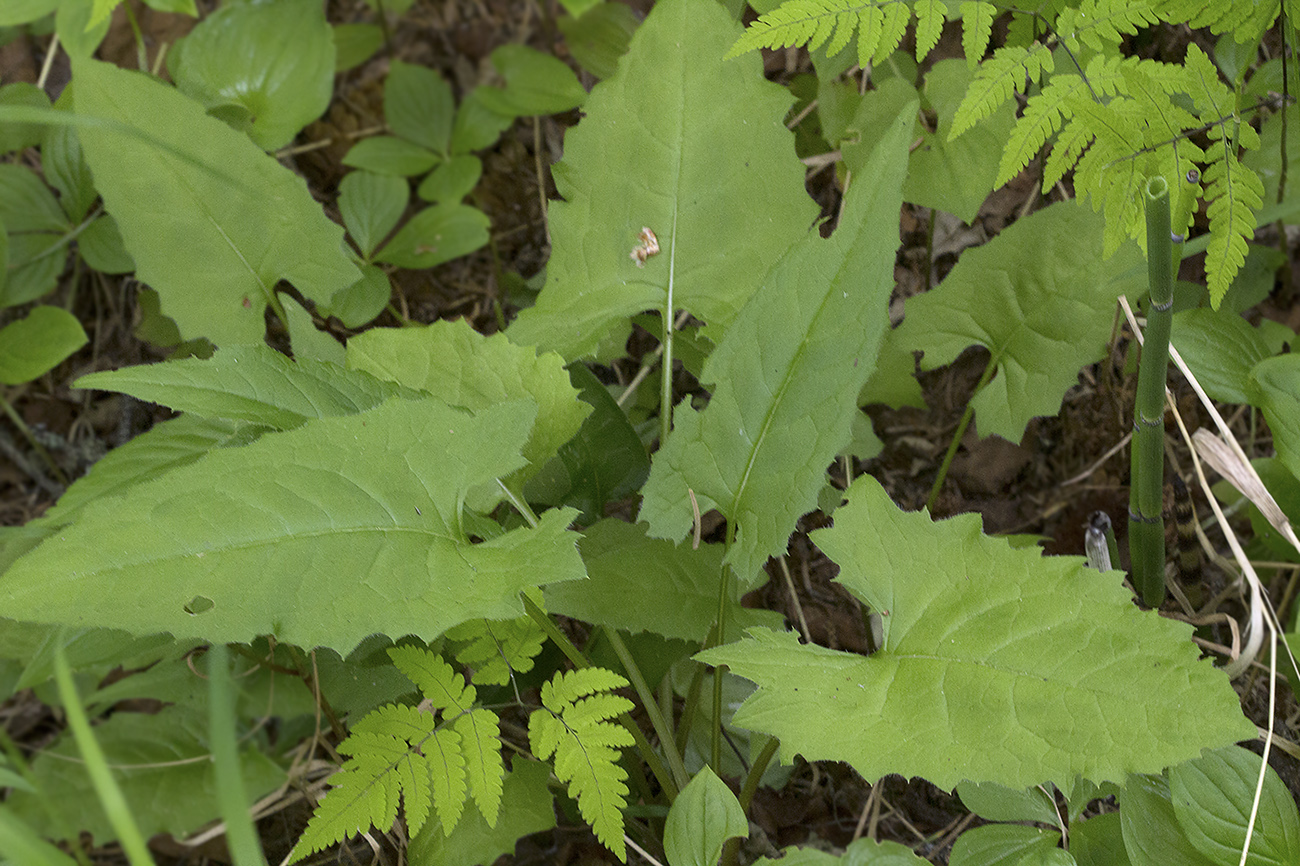 Изображение особи Saussurea triangulata.