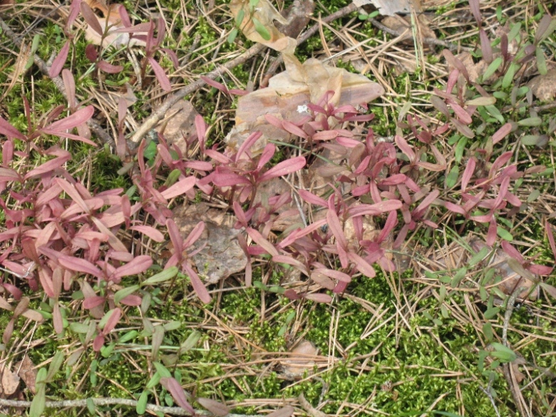 Image of Melampyrum pratense specimen.