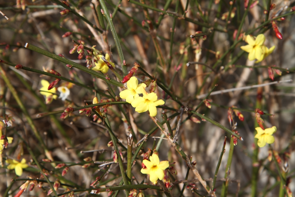 Image of Jasminum nudiflorum specimen.