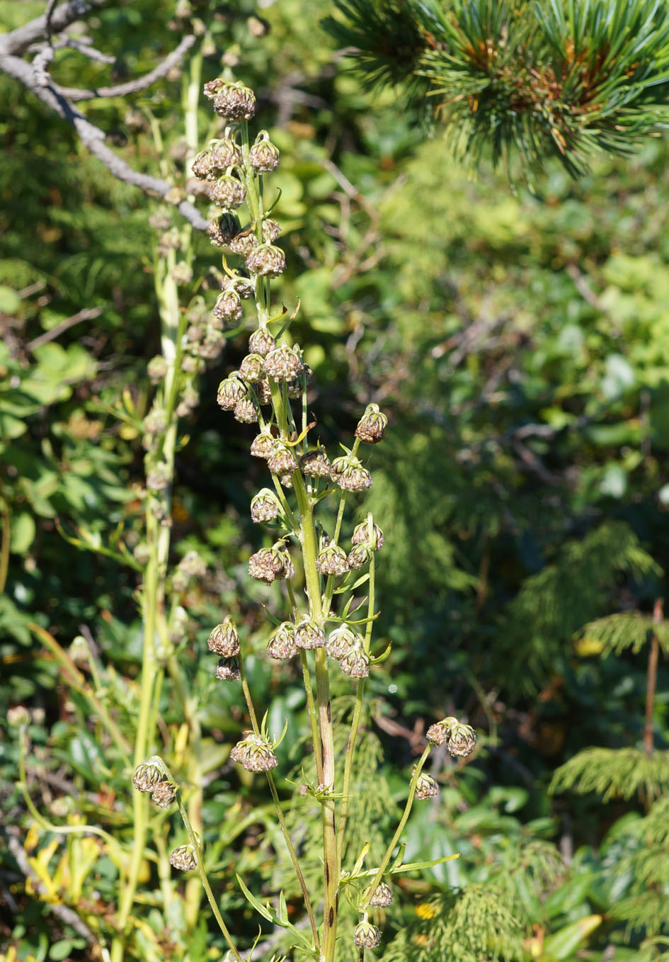 Изображение особи Artemisia arctica.