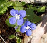 Veronica glauca