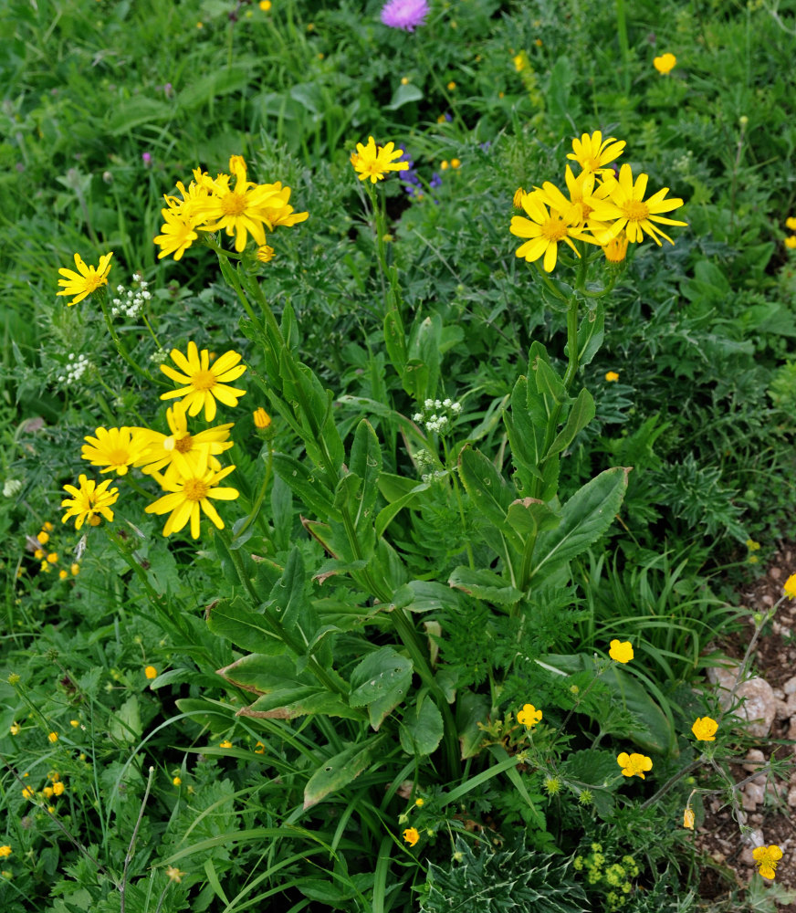 Изображение особи Senecio kolenatianus.