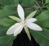 Magnolia tripetala