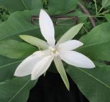 Magnolia tripetala. Цветок. Московская обл., в культуре. 22 июня 2017 г.