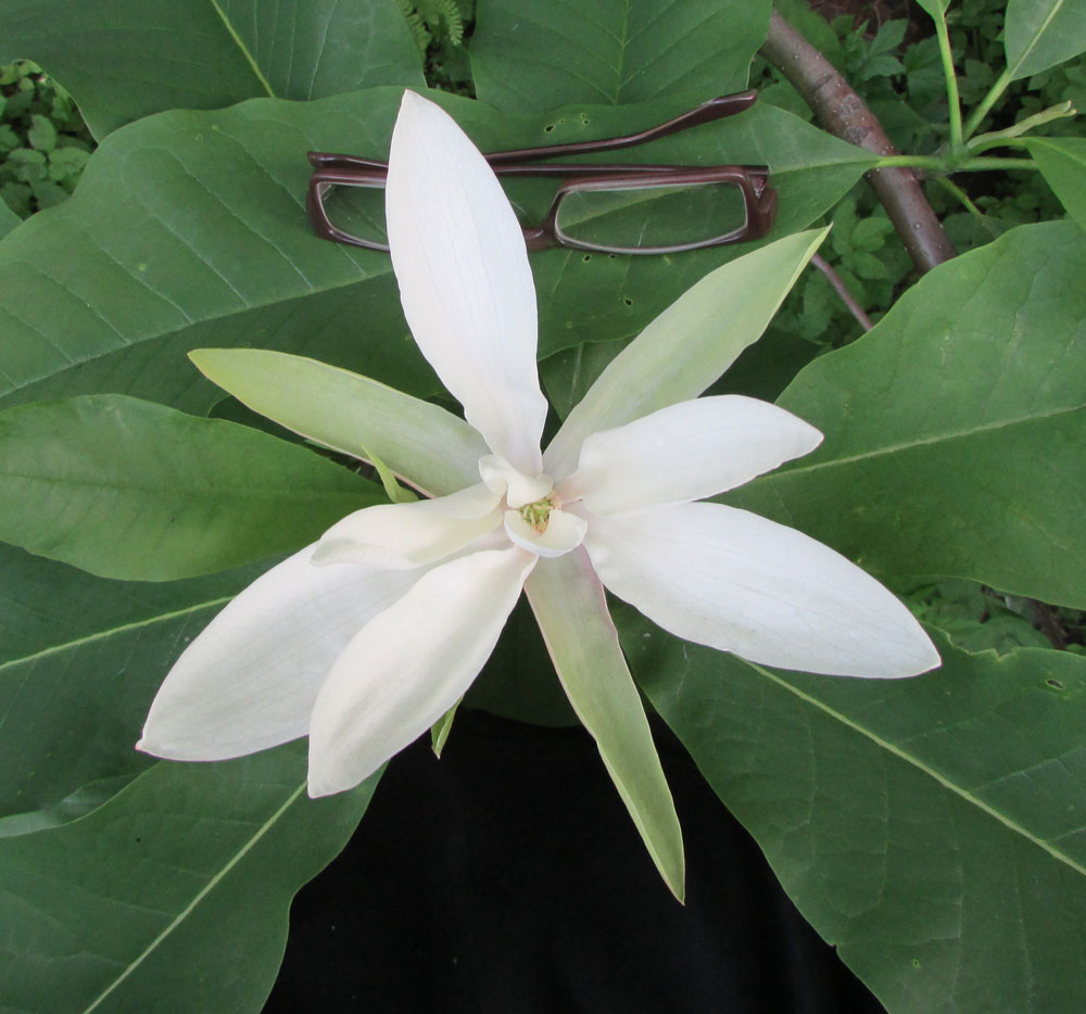 Image of Magnolia tripetala specimen.