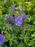 Geranium gymnocaulon