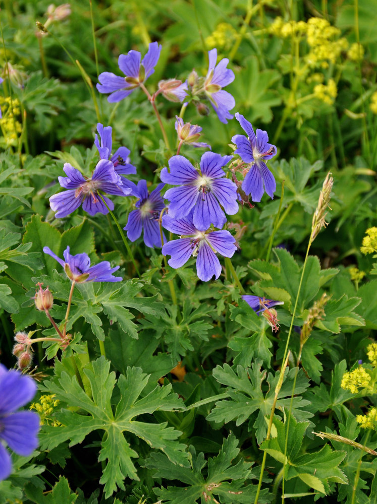 Изображение особи Geranium gymnocaulon.