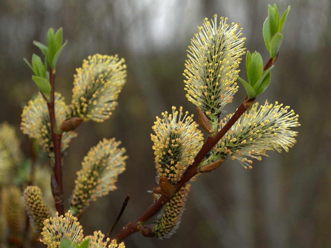 Изображение особи Salix phylicifolia.