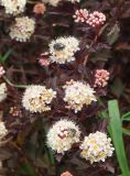 Physocarpus opulifolius. Часть ветви с соцветиями и кормящимися жуками (краснолистный культивар). Восточный Казахстан, г. Усть-Каменогорск, Архитектурно-ландшафтный музей-заповедник, в культуре. 02.06.2017.