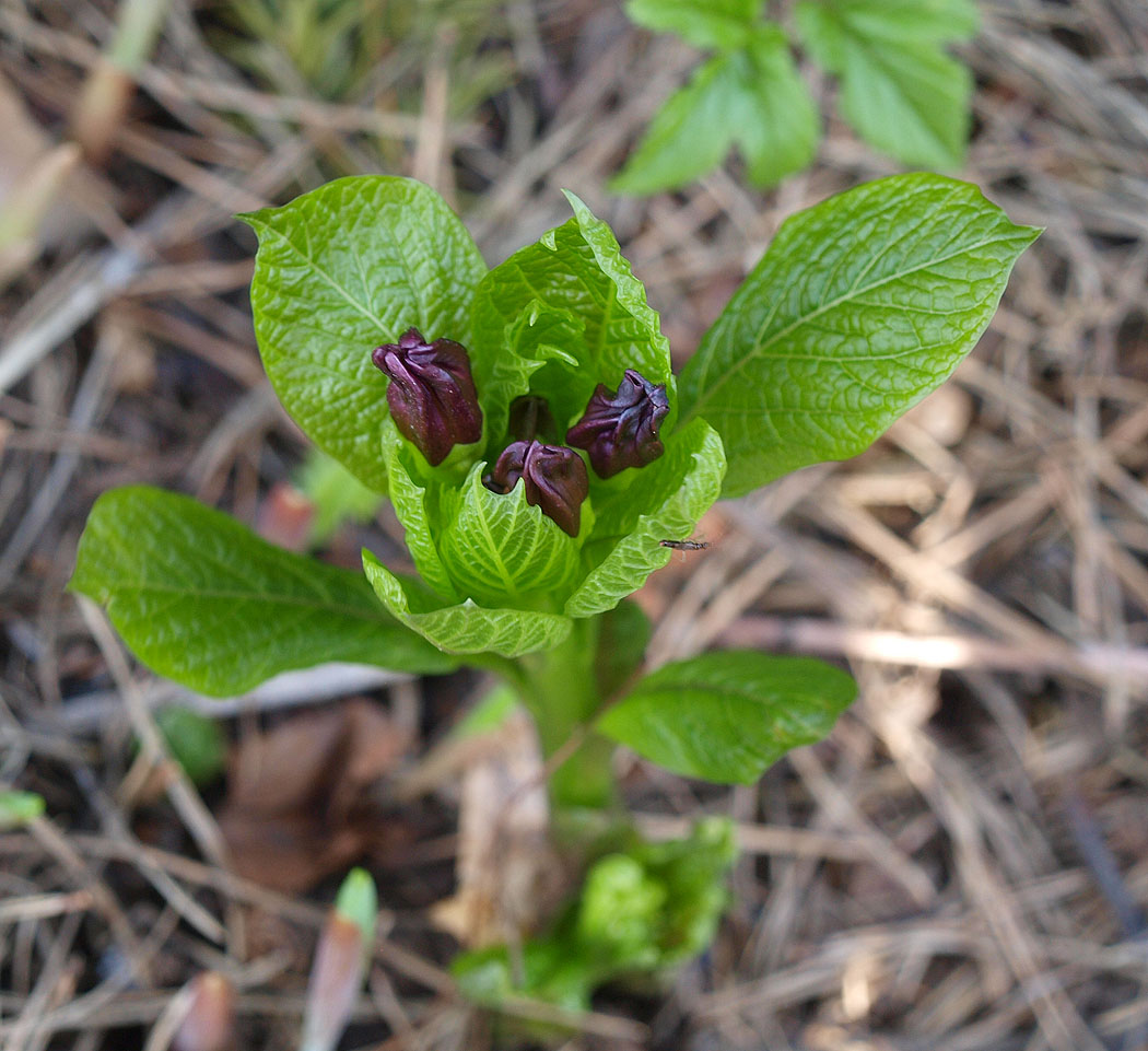 Изображение особи Scopolia carniolica.