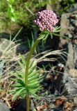 Valeriana alternifolia. Верхушка побега с соцветием (бутоны). Якутия, Мирнинский р-н, пос. Светлый. 11.06.2009.