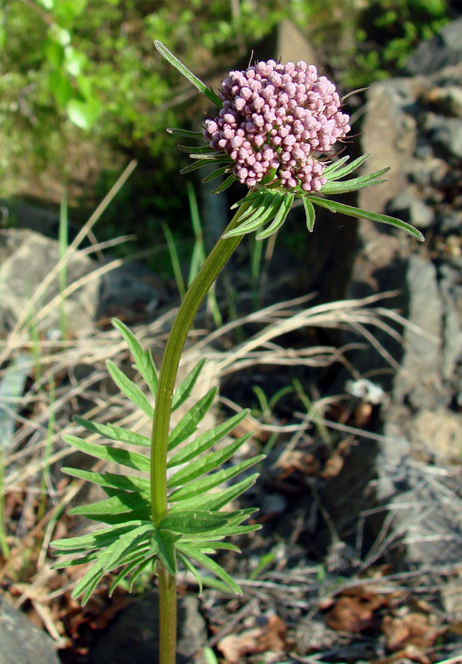 Изображение особи Valeriana alternifolia.