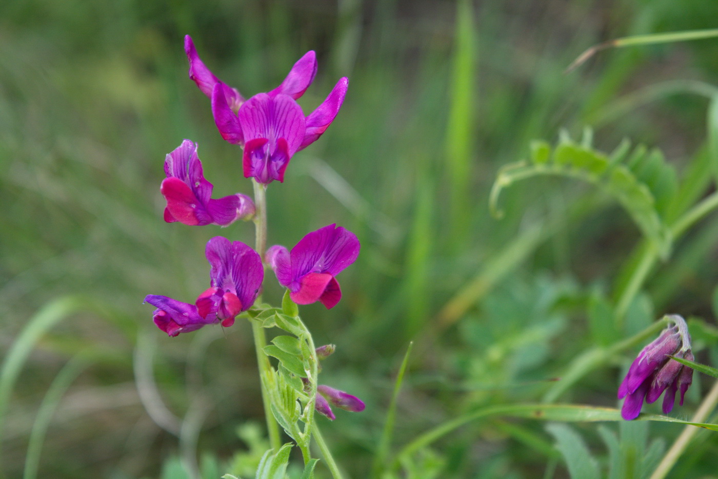 Изображение особи Vicia alpestris.