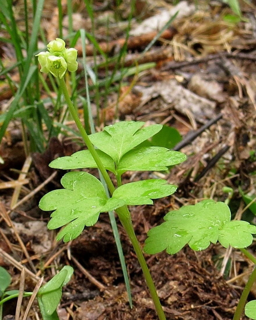 Image of Adoxa moschatellina specimen.