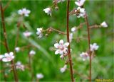 Saxifraga × urbium. Цветки, стебли. Украина, Ивано-Франковская обл., Болеховский горсовет, Поляницкий сельсовет, Поляницкий региональный ландшафтный парк, урочище Выдрына, буковый лес, тур. комплекс \"Скала\", в культуре. 18.05.2018.