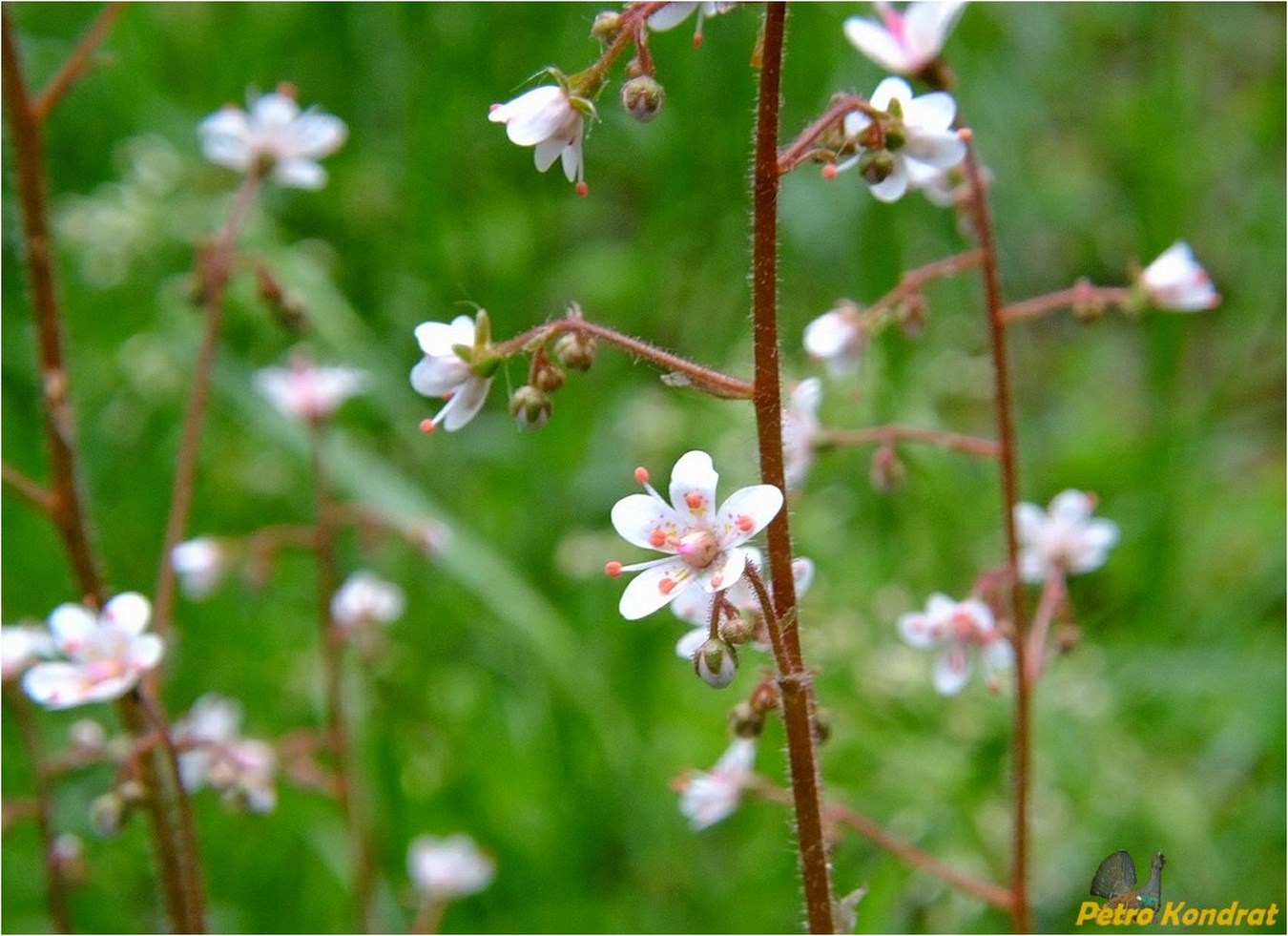 Image of Saxifraga &times; urbium specimen.