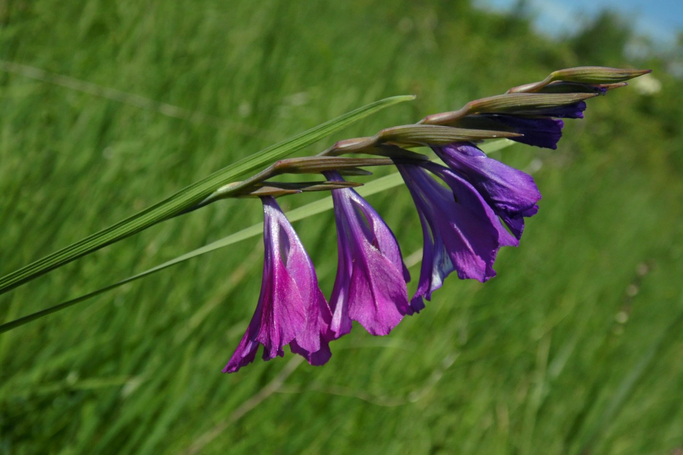 Изображение особи Gladiolus tenuis.