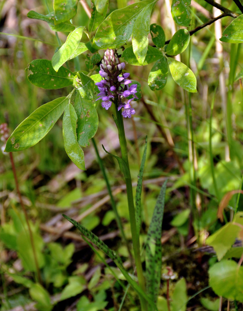 Image of Dactylorhiza fuchsii specimen.